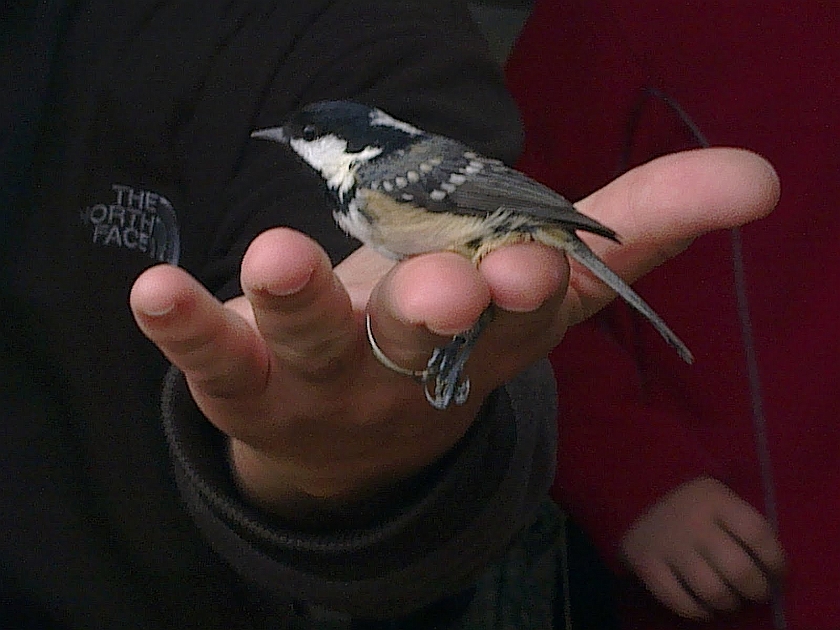 Coal Tit, Sundre 20100911